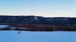 This is in the Qu'appelle Valley from last winter. This drive started off approximately in the Ellisboro area south of Melville to the #9 highway south of Stockholm. The temperature was -34c with a windchill of -41c. The wind was very calm, so I did a short flight and happened to see a moose with her baby. I didn't fly too close as I didn't want to disturb them. I love the ending with the moon and Venus - it was a perfect day even though it was cold 🥶! Song Credit: Blue Oyster Cult Don't Fear T