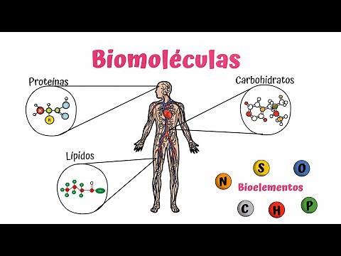 Biomolecules: Carbohydrates, Lipids, and Proteins