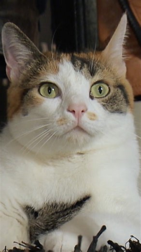 155K views · 3.8K reactions | C'est la journée internationale des chats  Rencontrez Duchesse, la belle de Jeanfi Janssens   "La vie secrète des chats" — une série documentaire qui ronronne sur Auvio. #chat #Auvio #jeanfijanssens #documentaire | RTBF Auvio | Facebook