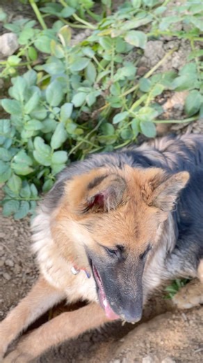 Cute dog 🐶 #puppylove #Shorts #germanshepherd #cutedog