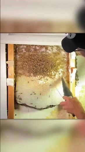 Bees Built a Whole Hive Inside This Guy’s Wall!
