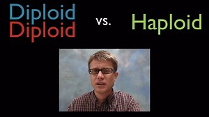 Diploid vs. Haploid Cells