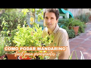 Como PODAR un MANDARINO paso a paso | FÁCIL PRINCIPIANTES