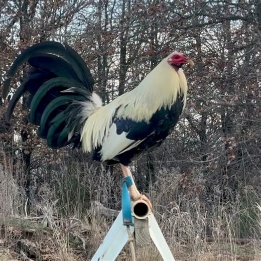 Kelso Grey Gamefowl Breeding | Gamefowl Farming Tips