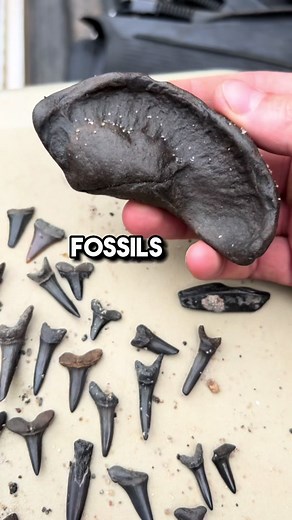 Sharks teeth and fossils found in the river. #fossils #fossilhunting #sharkteeth #nuggetnoggin