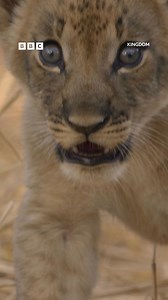 Maybe if I stay still, they'll think my screen is frozen... 😨 The real-life sagas of four African animal families, all vying for dominance in a remote and fertile river valley in Zambia. #Kingdom #Zambia #Lion #WorkLife | BBC Comedy