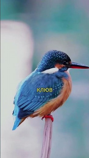 Why do kingfishers get stuck in trees? The surprising truth! 🤯