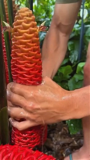Zingiber Zerumbet Plant Amazing Facts _ Shampoo Ginger Plant 🌿