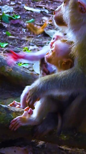 Baby Lily's Funny Quest for Help to Escape the Playful Kidnapper! 🥺🐒 | Angkor Forest