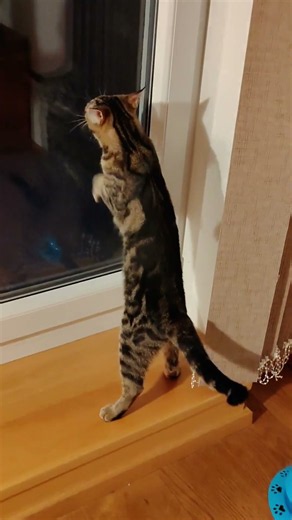 Kočka Julie - "Tak pustíte mě na ten balkón nebo ne?"