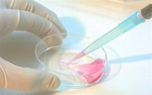 Brasil cria primeira linhagem de células-tronco embrionárias