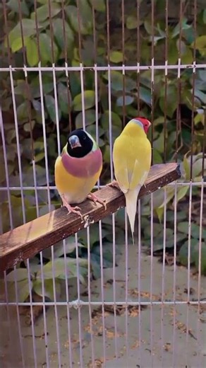 Rare Lutino Gouldian Finch Pair 😍 | Pure Gold Mutation