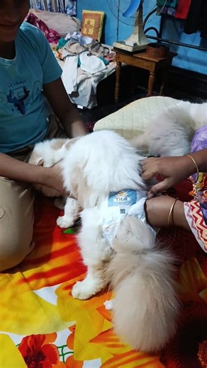 412K views · 1.8K reactions | বিড়াল কে কখন ডায়াপার পড়াবে 樂 #catviralreelsシ #viralreelsシ #vairalreelsfb #catfamily #CatLover | Nur Cat House | Facebook