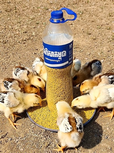 Automatic Food Feeder for Chicks Using Plastic Bottle