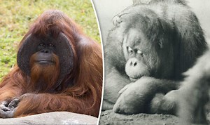 Chantek the orangutan stars in The Ape Who Went to College