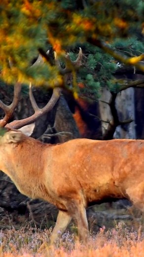 The Dutch Veluwe nature reserve has built a wildlife overpass that allows animals like foxes, wild boars, and deer to cross safely while preventing collisions with vehicles. This is just one of the 70 'ecoducts' constructed in the Netherlands to reconnect nature 🐾🌳🚗 #nature #sustainability #inspiration #GoodNews | BrightVibes