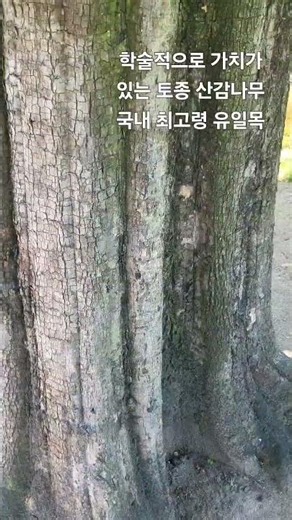 최고령 산감나무 특수목 #감나무고목 #특수목 #명품정원수 #정원 #은가은 #2026 #현충일 #그대내친구여 #송하원 #송하원 조경