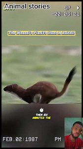 The weasel plans to hunt a rabbit🐇 #viralpost2025シ #everyonefollowers #trendingnow #viralreelsfacebook | Animals stories
