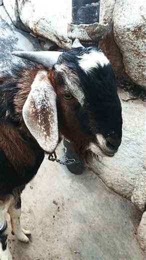 aggressive goat 🐐 very dengerous