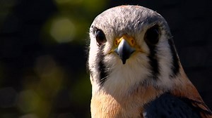 Fletcher sanctuary for endangered birds with special needs has species from 6 continents