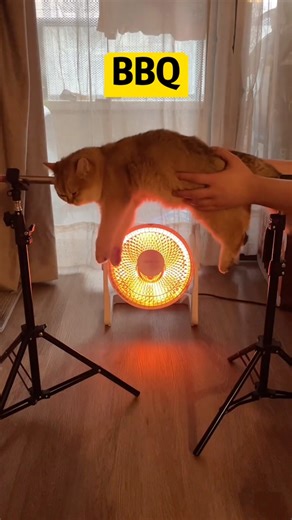 BBQ Cat - Grilling Memes and Funny Kitties