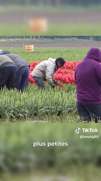 Culture de Tulipes 🌷 en Pays-Bas