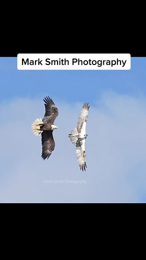 Bald eagle tries to steal a fish from an osprey. #eagle #fish #birdsoftiktok #birdsofprey #osprey #marksmithphotography