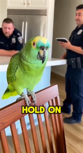 Meet the internet's most savage parrot! 🦜🔥 Rocco has absolutely NO respect for the badge. Whether he's mocking officers or dropping truth bombs, this compilation proves that birds are the ultimate trolls. The police have the handcuffs, but Rocco has the punchlines! 👇 Who won this round: The Cops or The Bird? #ParrotRoast #SavageRocco #FunnyAnimals #PoliceInteractions #ComedyGold #fblifestyle #parrot #Parody #Comedy #USA #ViralVideo | Global Weird News
