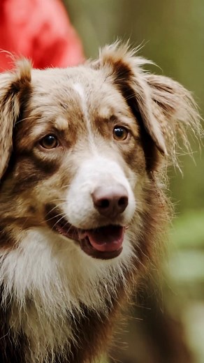 🎬🍿Your Sunday night is sorted! Stream Top Dog 2024 now on Adventure Reels TV and get inspired for this year's film festival. 👉Head to: AdventurereelsTV.com and get the popcorn ready!🎉🐶 [Link in Bio] #adventurereelstv #Topdogfilmfestival2024 | Top Dog Film Festival