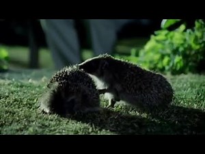 British Homeowners Build A New Superhighway — For Hedgehogs