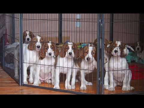 Irish Red and White Setter puppies Shadow Dog