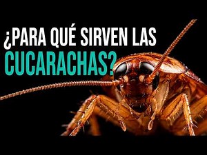 COCKROACHES: How Do They Get Into Your House And What Is The Best Way To Get Rid Of Them? | Anima...