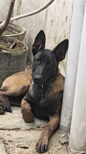 perfect Loop #cute #doglove #lofi #beats #music