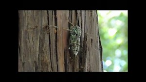 セミの鳴き声５分ほど