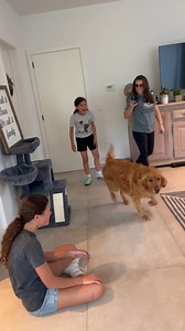 15K views · 264 reactions | Family delighted as pet dogs fly from California to Belguim for reunion | Animal Lovers | Facebook