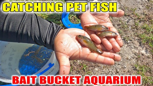 We Built a Bait Bucket Aquarium—Here’s What We Caught