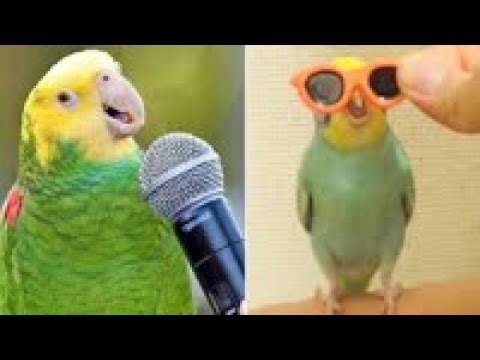 Smart And Funny Parrots Parrot Talking Videos Compilation (2024) - Cute Birds #19