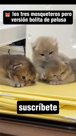 😻 los tres mosqueteros versión bolita de pelusa