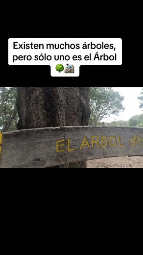 #mtb #mtbmontaña #bosquedelaprimavera🏞️ #mtblove