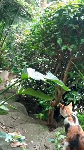 Cats playing in garden | Slow time lap #shortvideo #timelapse #cats