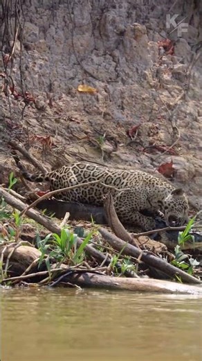 Caiman Tries to Escape Jaguar at Last Moment