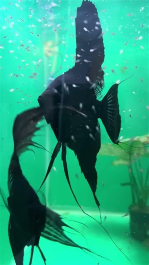 Did someone cheat? 😂 Two black angelfish… but so many white babies!