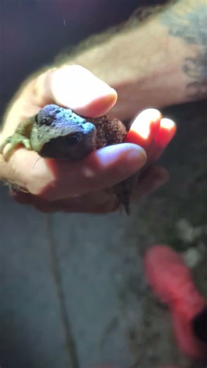 Western toad sighting no 8