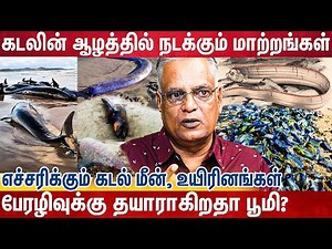 கொத்துக் கொத்தாக உயிரை மாய்க்கும் கடல் உயிரினங்கள்?-கடலுக்குள் என்ன நடக்கிறது?| Nathan|Sea Creatures