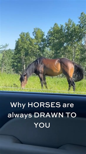 Luminara - Remote Energy Healing on Instagram: "If you’ve noticed that horses always seem to be drawn to you or someone you love, this could be why 🐴 Horses are incredibly sensitive, intuitive animals. They don’t just respond to what they see—they respond to what they feel. Energy, intention, emotion…they pick up on all of it. Many people believe that horses are naturally attuned to truth. That they seek out those who are grounded, present, and emotionally congruent. People whose energy is calm