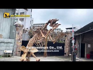 Exploring the 2-Meter Megatherium Skeleton: Prehistoric giant ground sloth