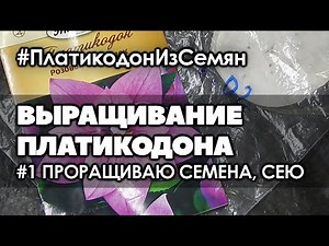 🌺 #1 Как прорастить семена платикодона | Платикодон. Выращивание из семян