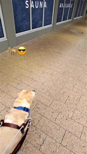 ❤️ It’s the small things ❤️ @guidedogsaustralia , amazingly well trained. ❤️🦮😎 | Solo Guiding Tony