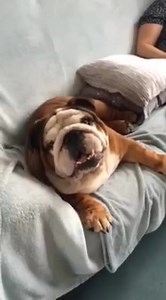 2.3K views · 291 reactions | Wait for it............Oh, that's charming Harry, excuse you! | Fetch:Harry the Bulldog | Facebook