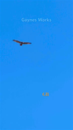 Red-Tailed Hawk Hunting in the Morning Sky#youtubeshorts #hawk A #naturelovers #birds